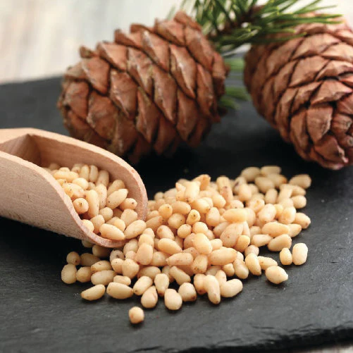 Premium Pine Nuts – Wholesale & Export Deals!