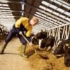 Animal Feed