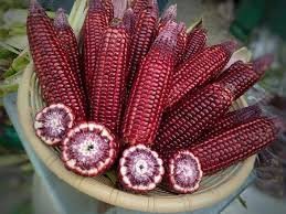 Red Corn – Premium Quality & Nutrient-Rich