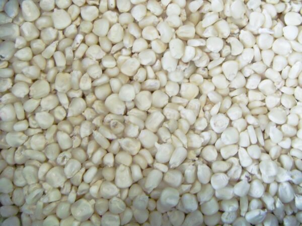White Maize – Premium Quality Grain