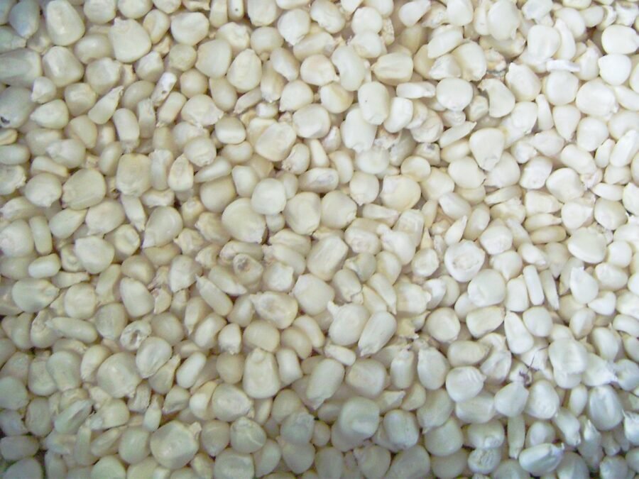 White Maize – Premium Quality Grain