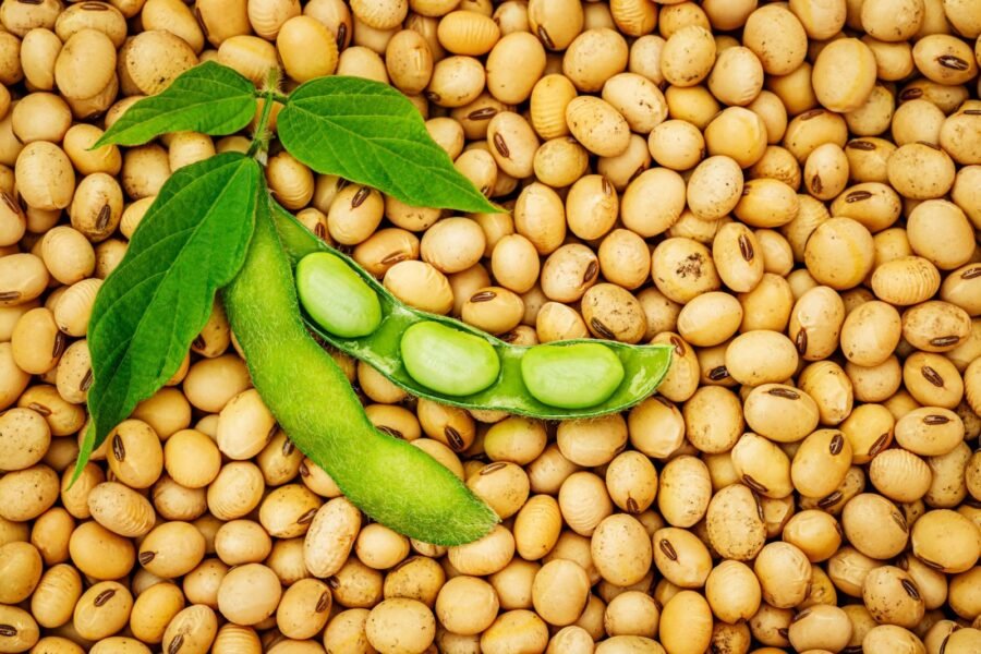 Premium Soya Beans – High-Quality, Nutrient-Rich & Versatile