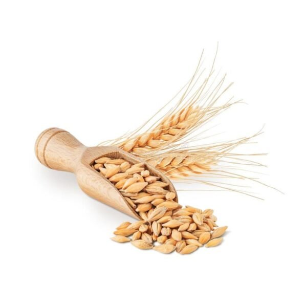 Premium Barley Grains / Malt Barley