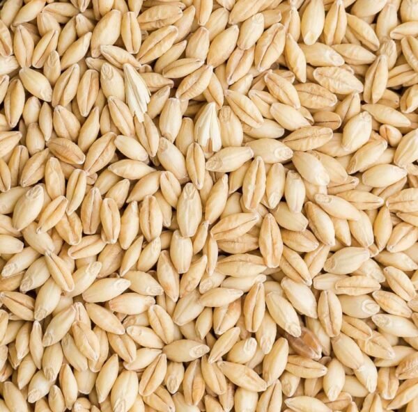 Premium Barley Grains / Malt Barley