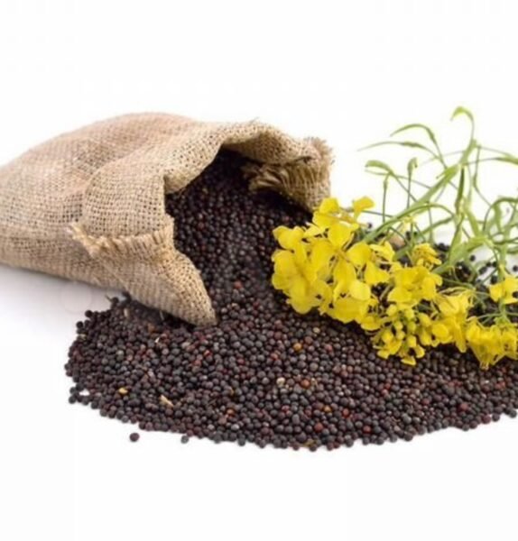 Premium High-Oil Canola Seeds (Rapeseeds)