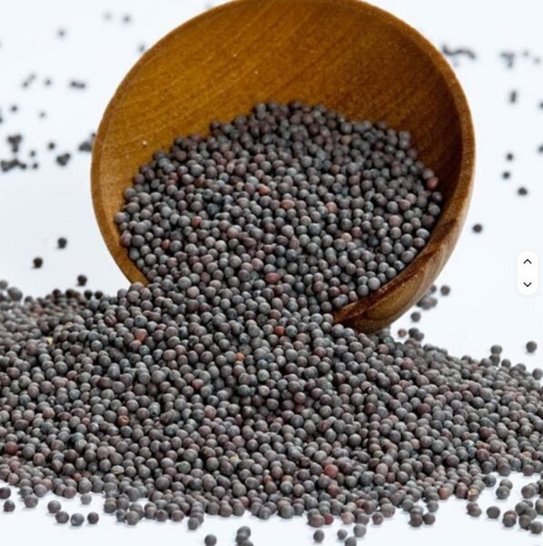 Premium High-Oil Canola Seeds (Rapeseeds)