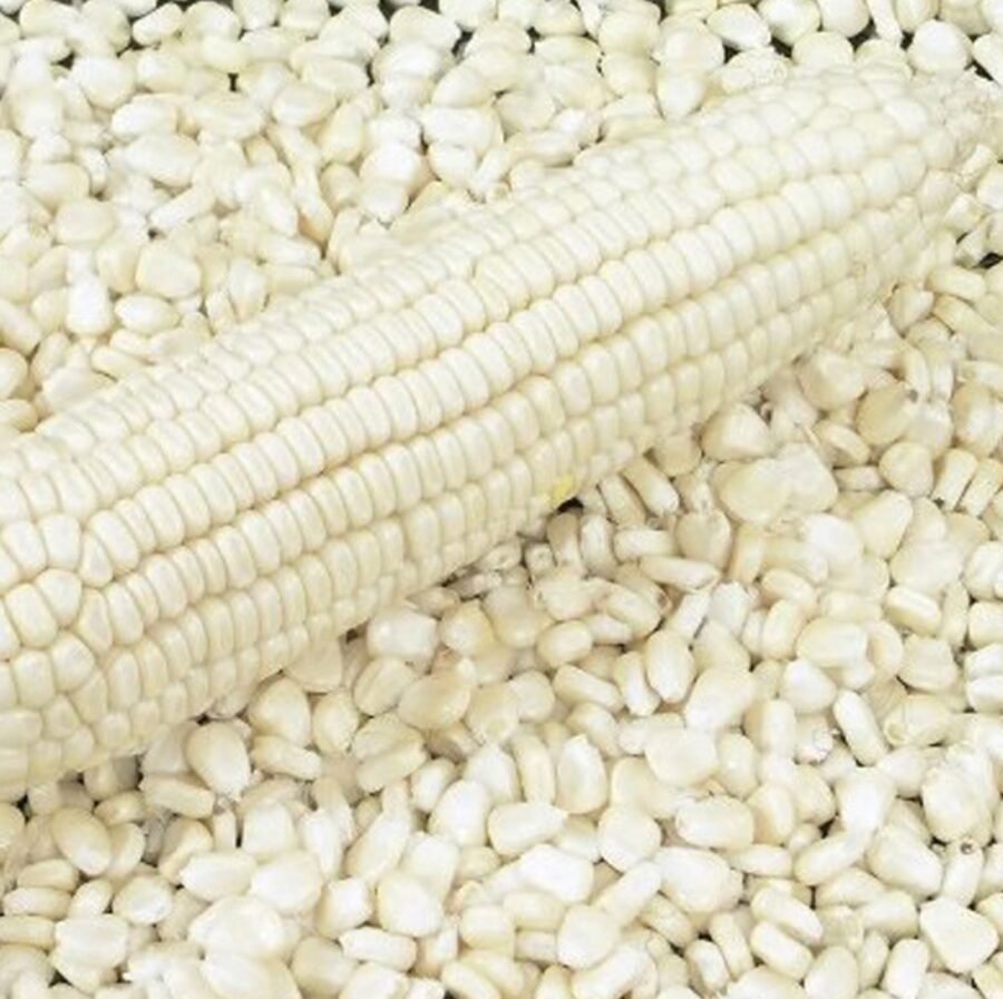 Premium Non-GMO High Protein Glutinous White Corn
